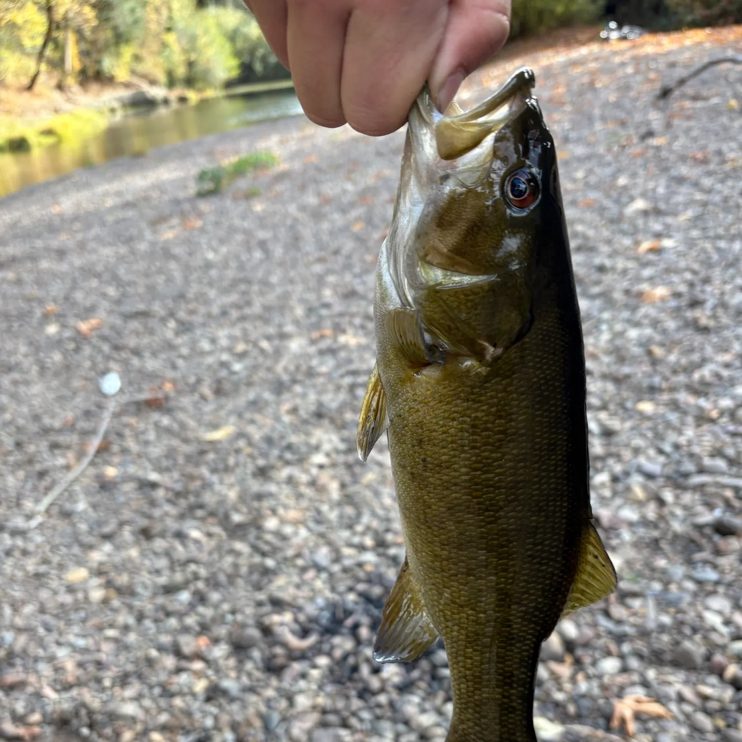 Smallmouth bass caught on Fishbrain
