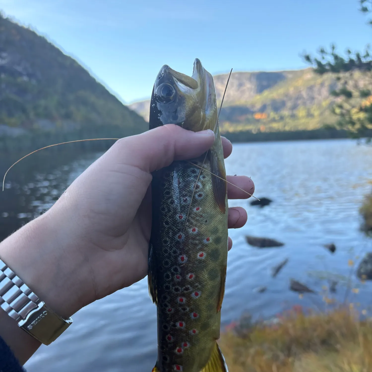 Brown trout caught on Fishbrain