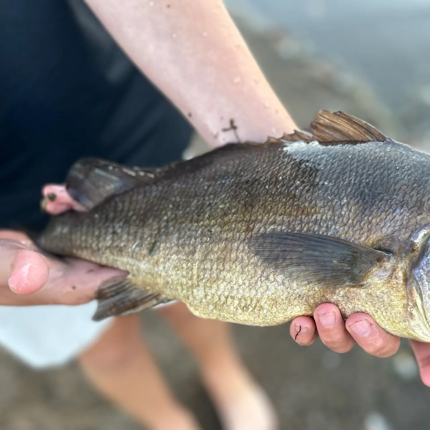 Freshwater drum caught on Fishbrain