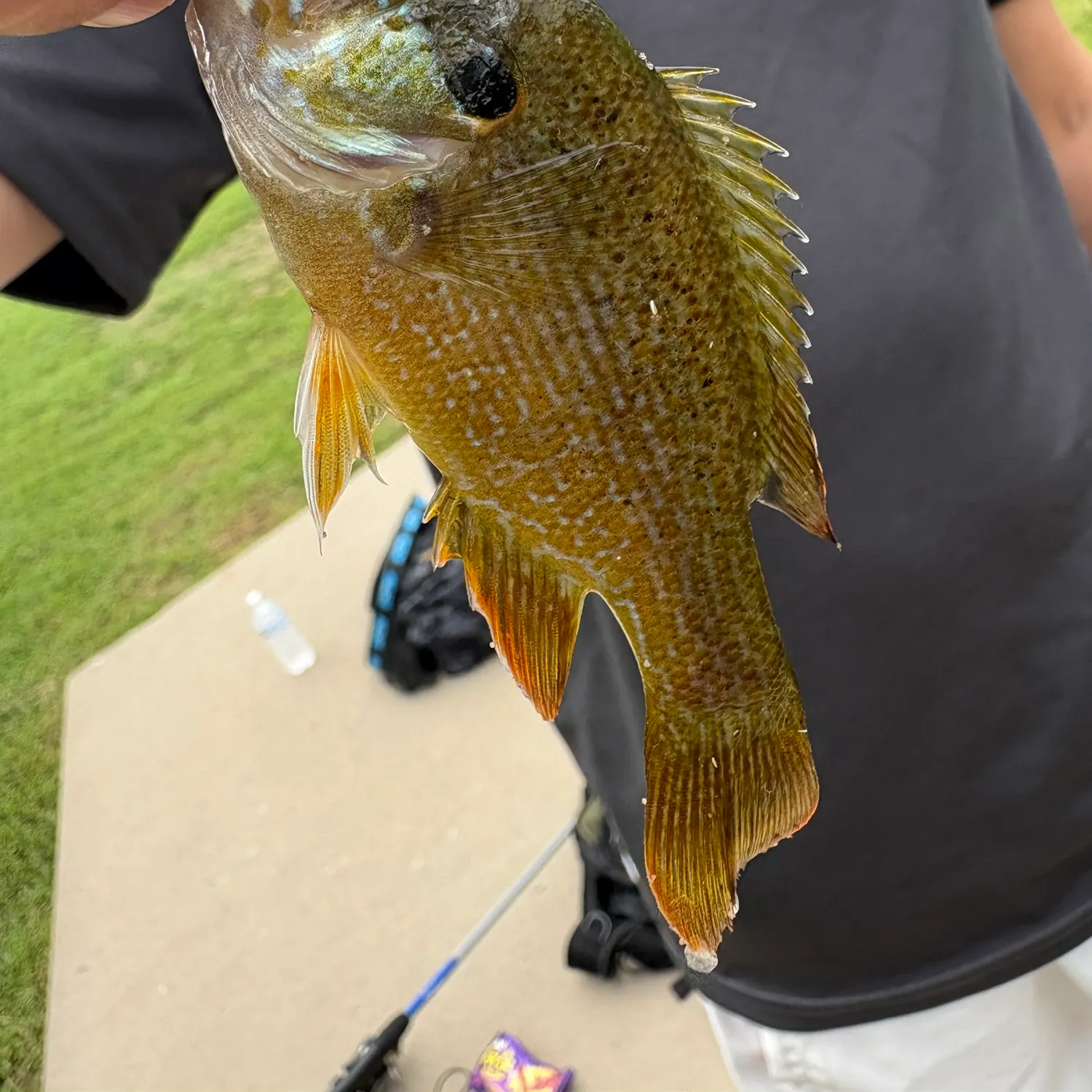 The most recent Green sunfish catches on Fishbrain