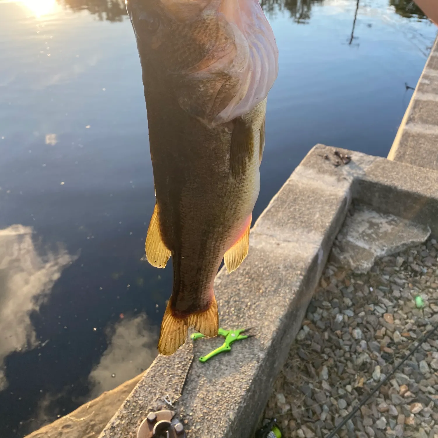 The most recent Largemouth bass catches on Fishbrain