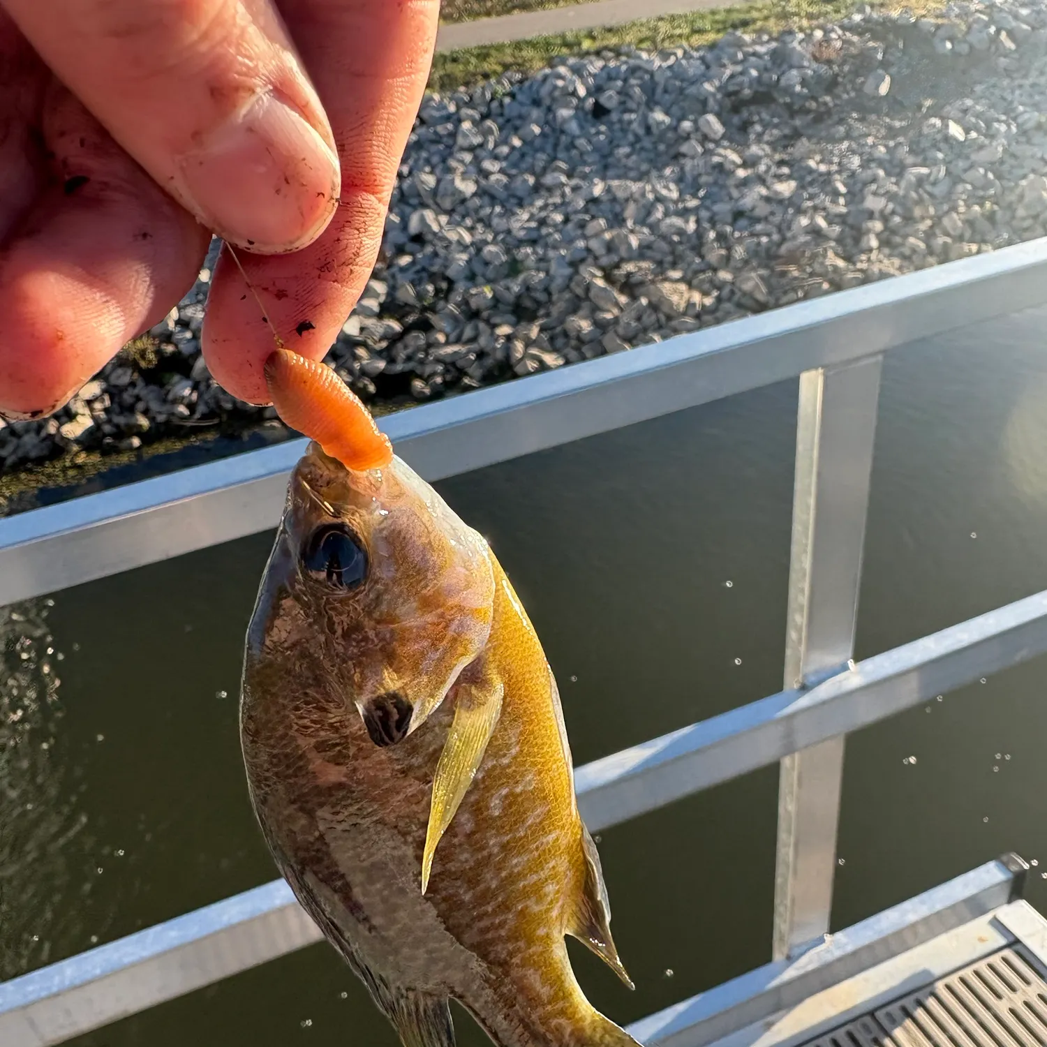 Bluegill caught on Fishbrain