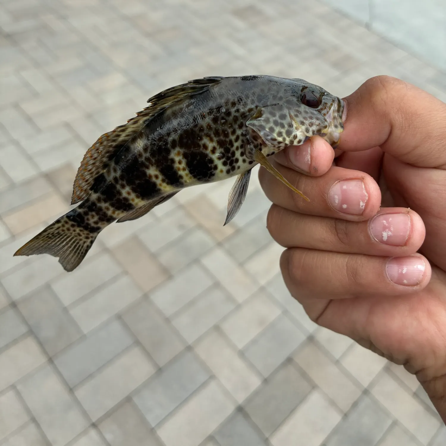 Spotted sand bass caught on Fishbrain