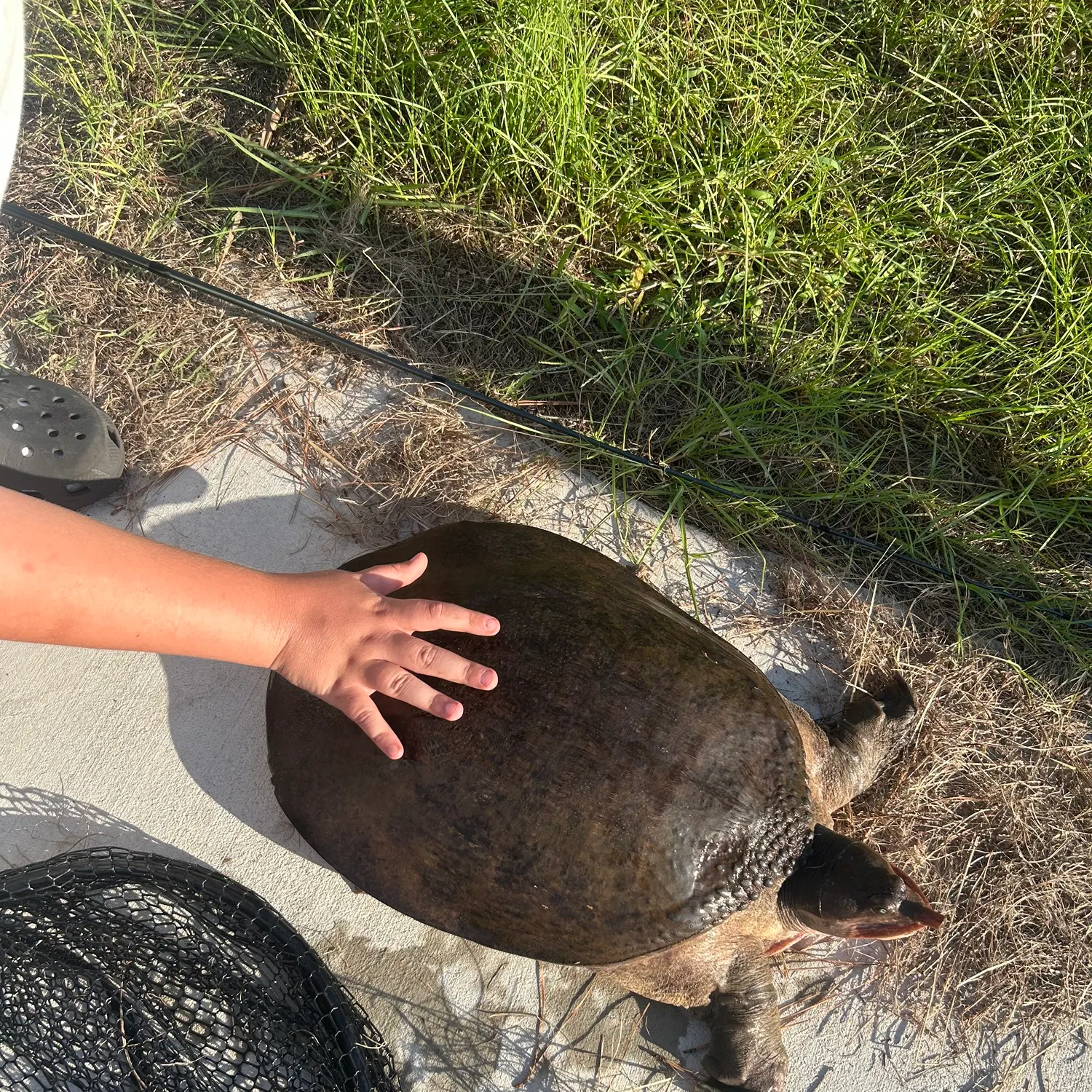 Smooth softshell turtle caught on Fishbrain