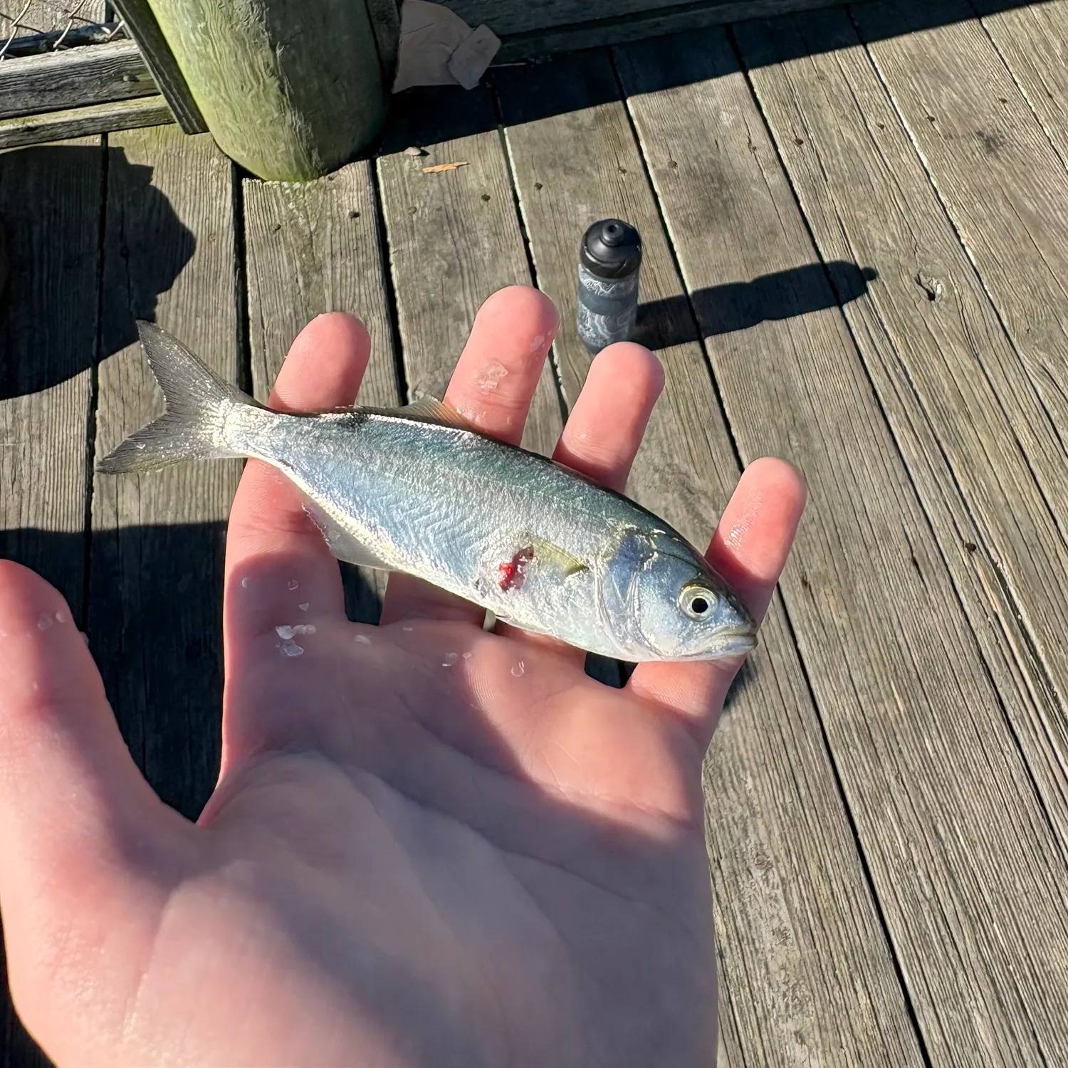 Bluefish caught on Fishbrain