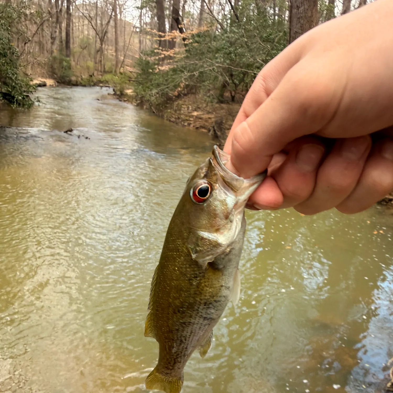 The most recent Redeye bass catches on Fishbrain