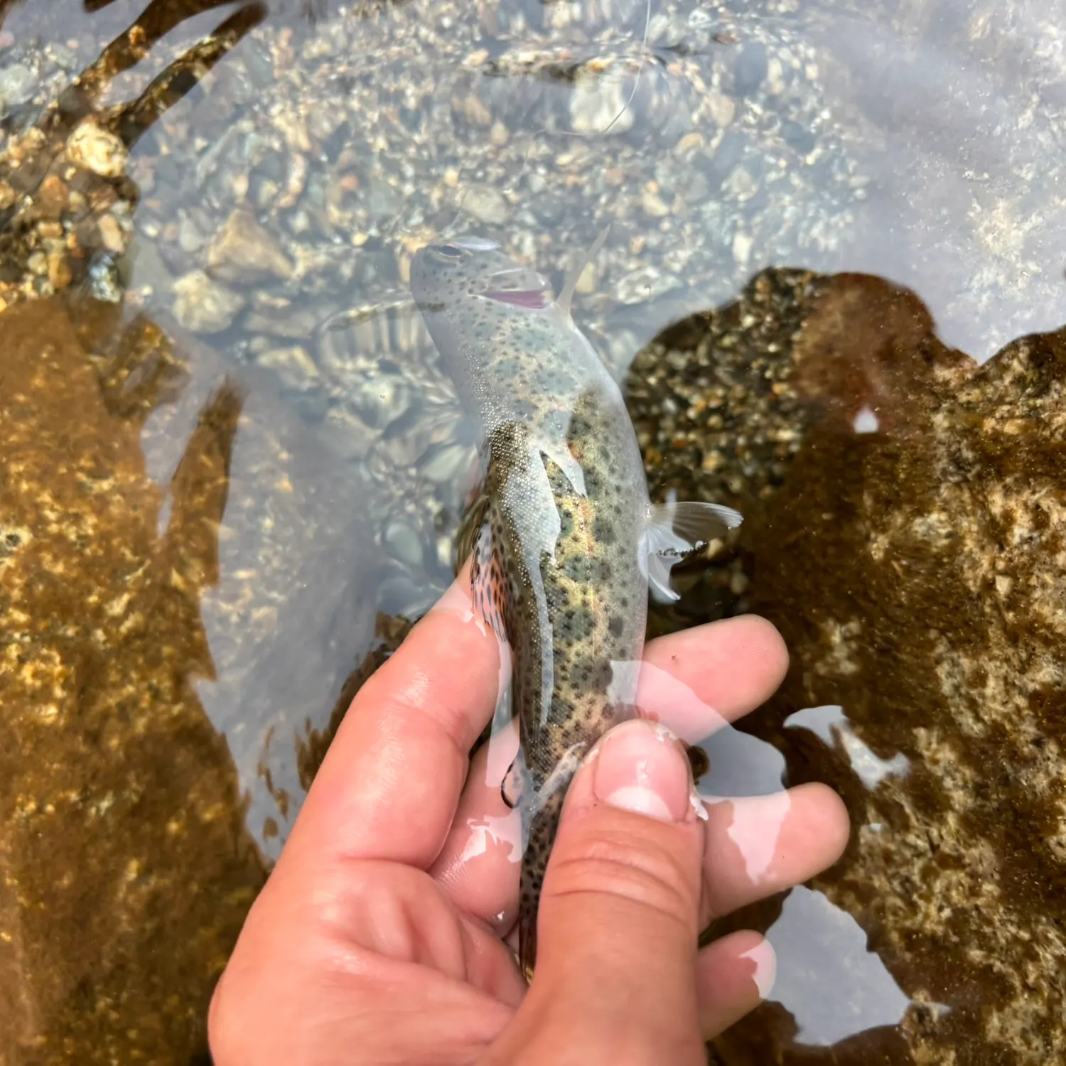 Coastal cutthroat trout caught on Fishbrain