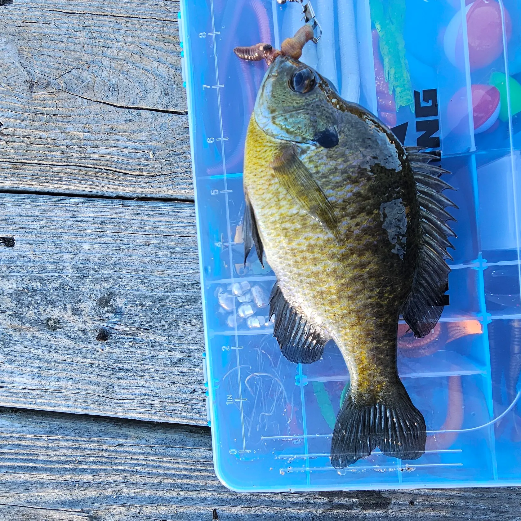 Bluegill caught on Fishbrain