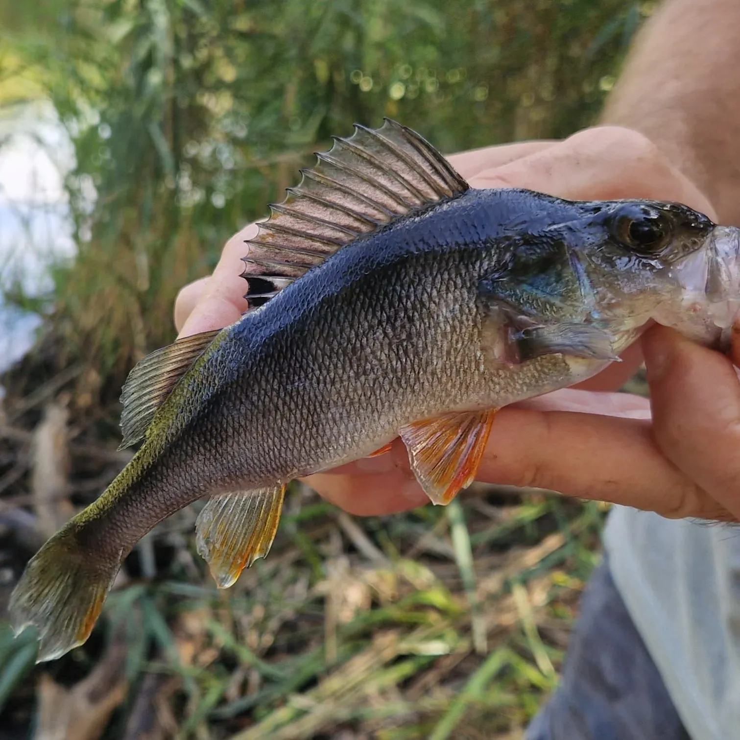 European perch caught on Fishbrain