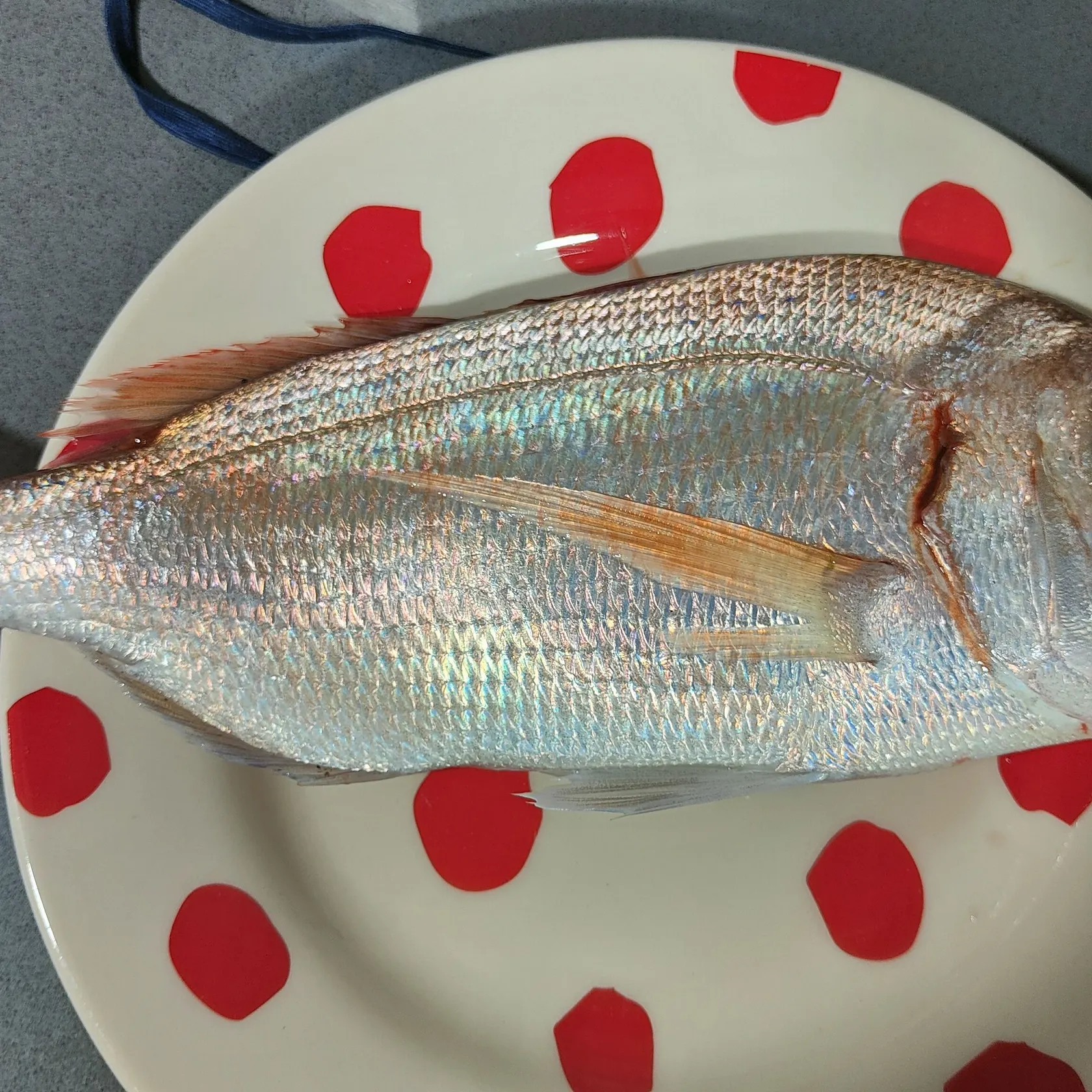 The most recent Common pandora catches on Fishbrain