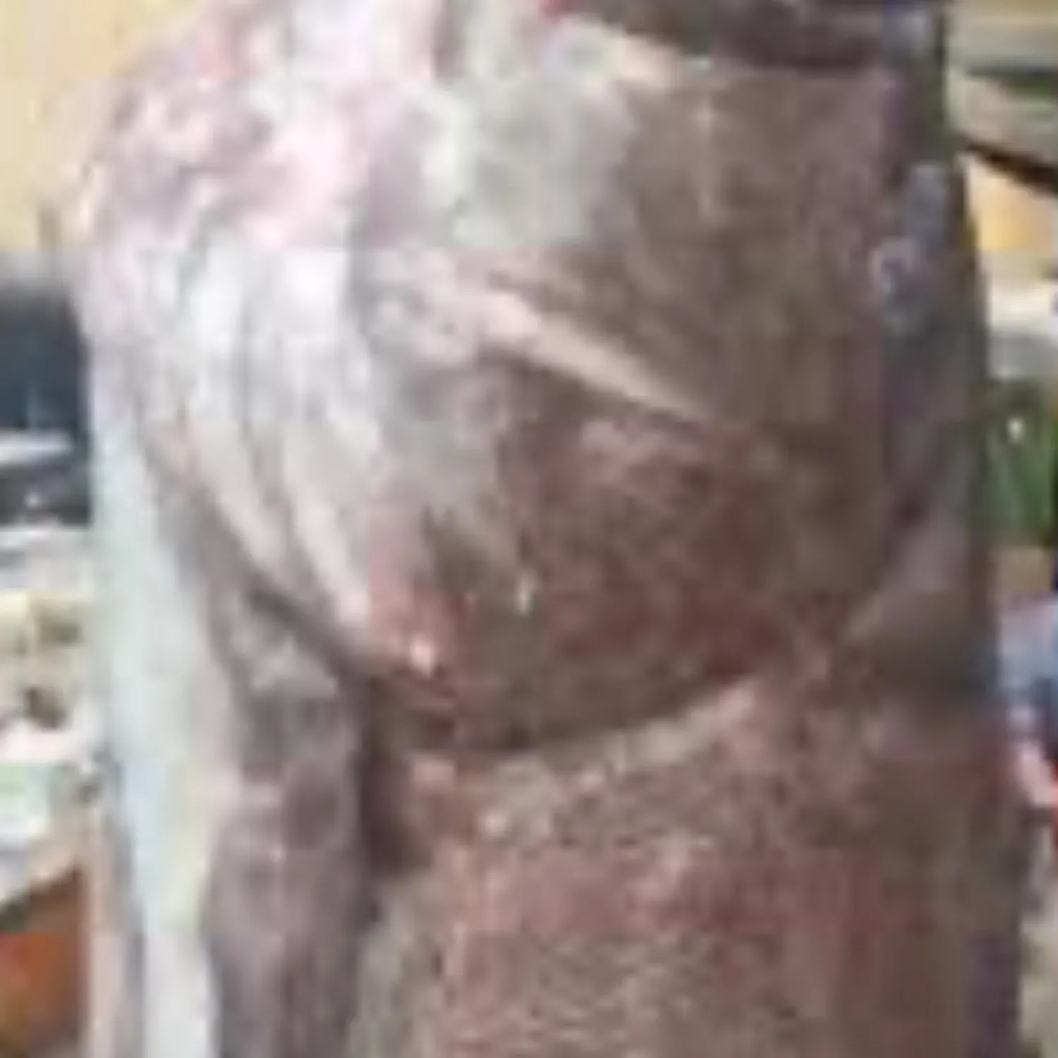 The most recent Pacific goliath grouper catches on Fishbrain