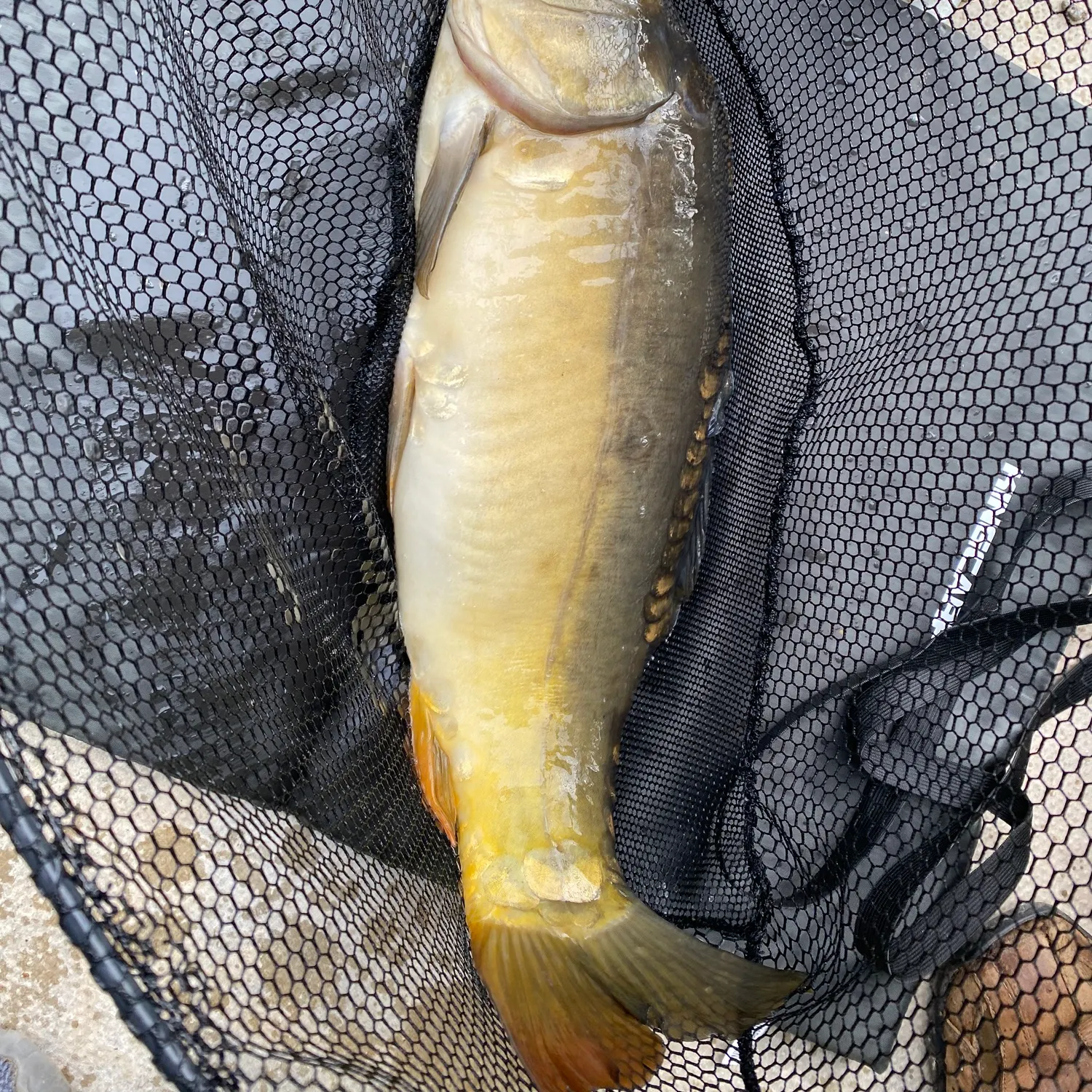 Leather carp caught on Fishbrain
