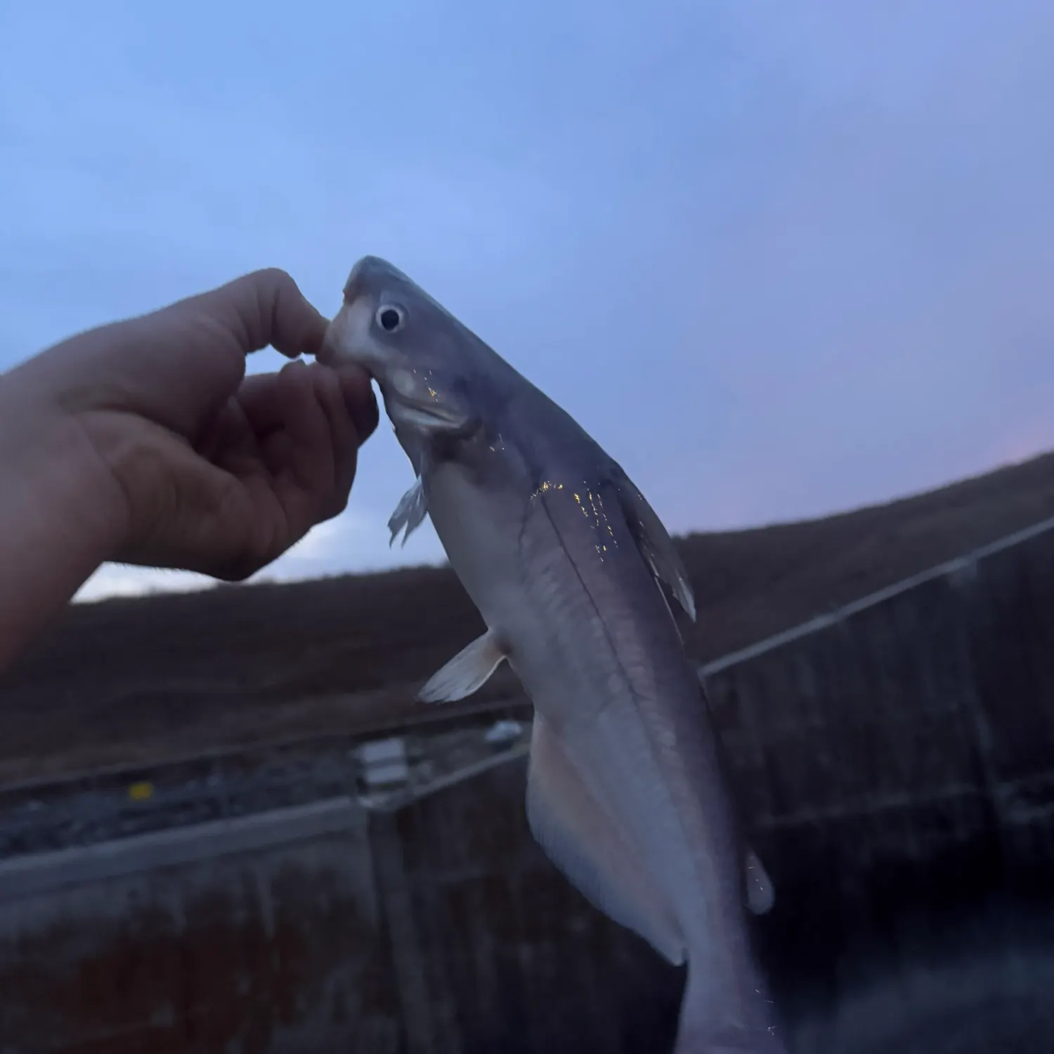 The most recent Blue catfish catches on Fishbrain