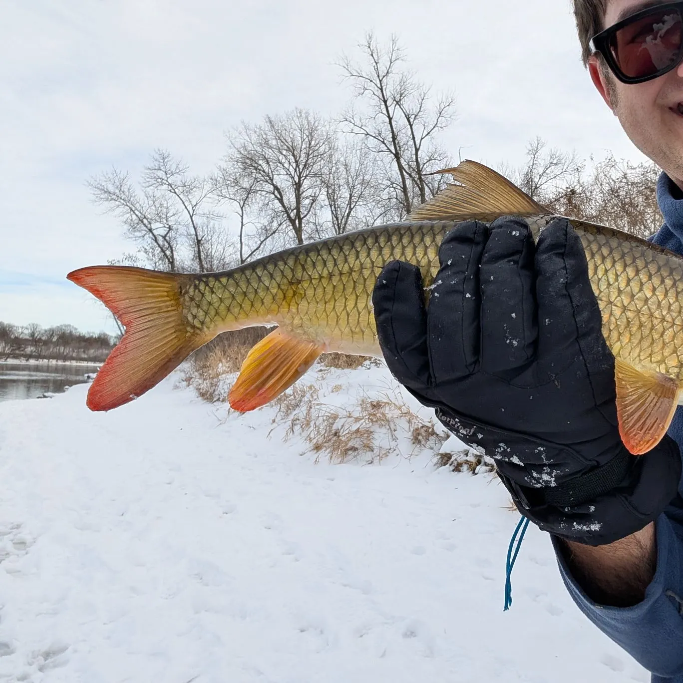 The most recent Shorthead redhorse catches on Fishbrain