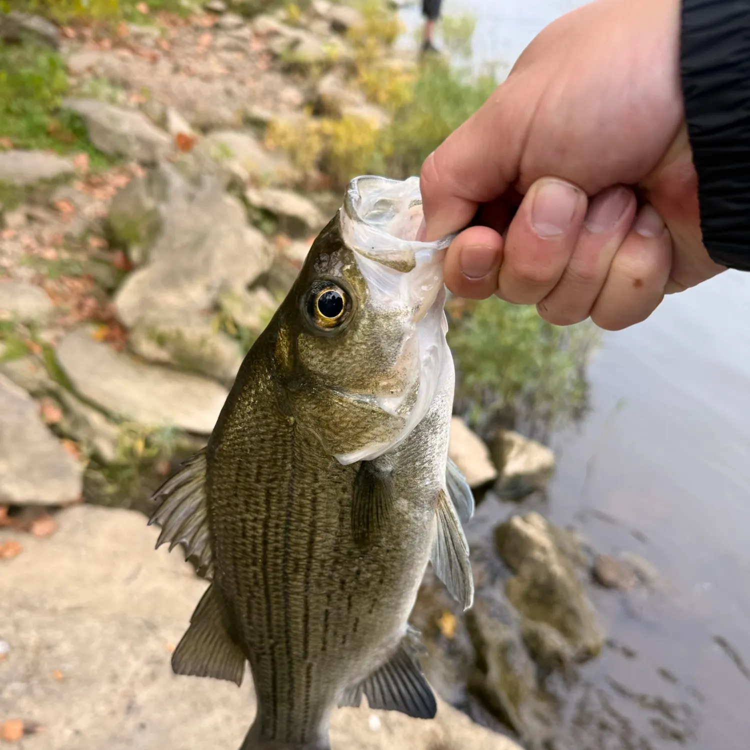 White bass caught on Fishbrain