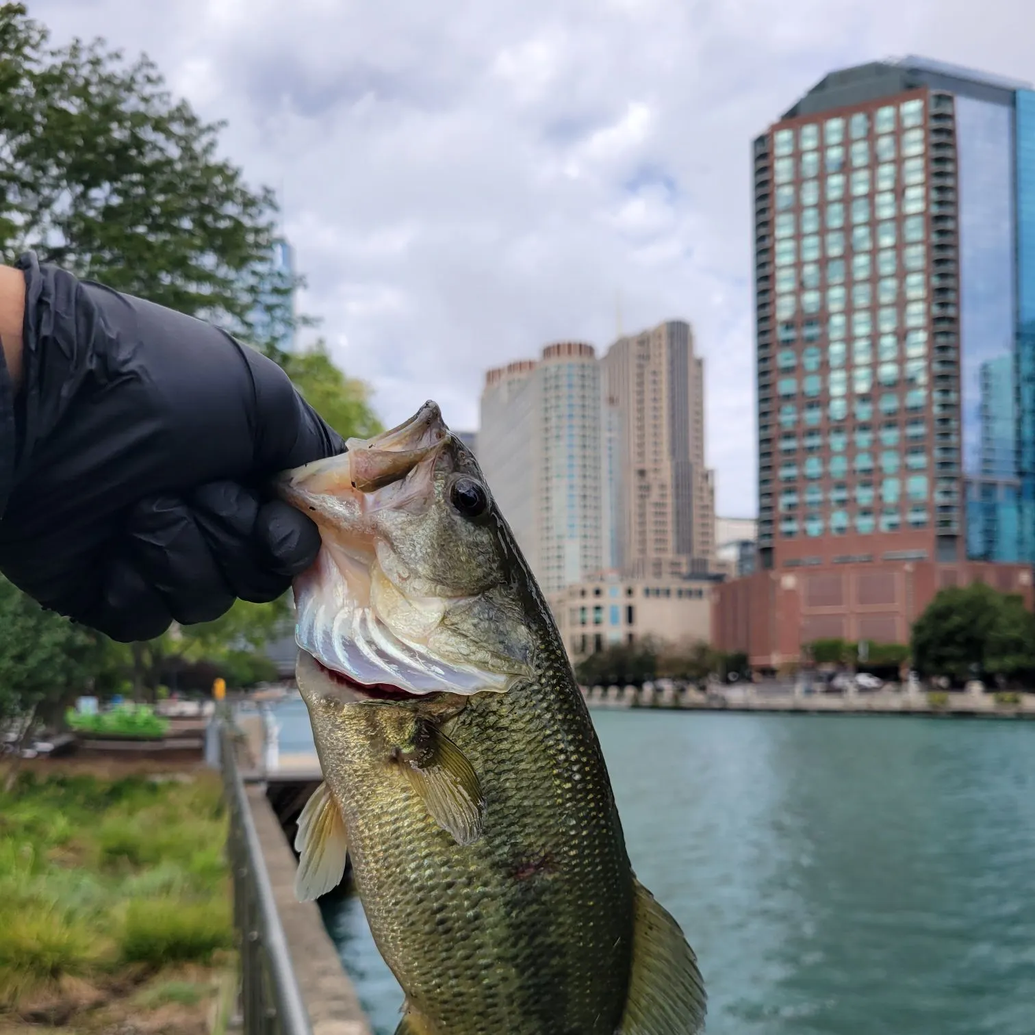 catch