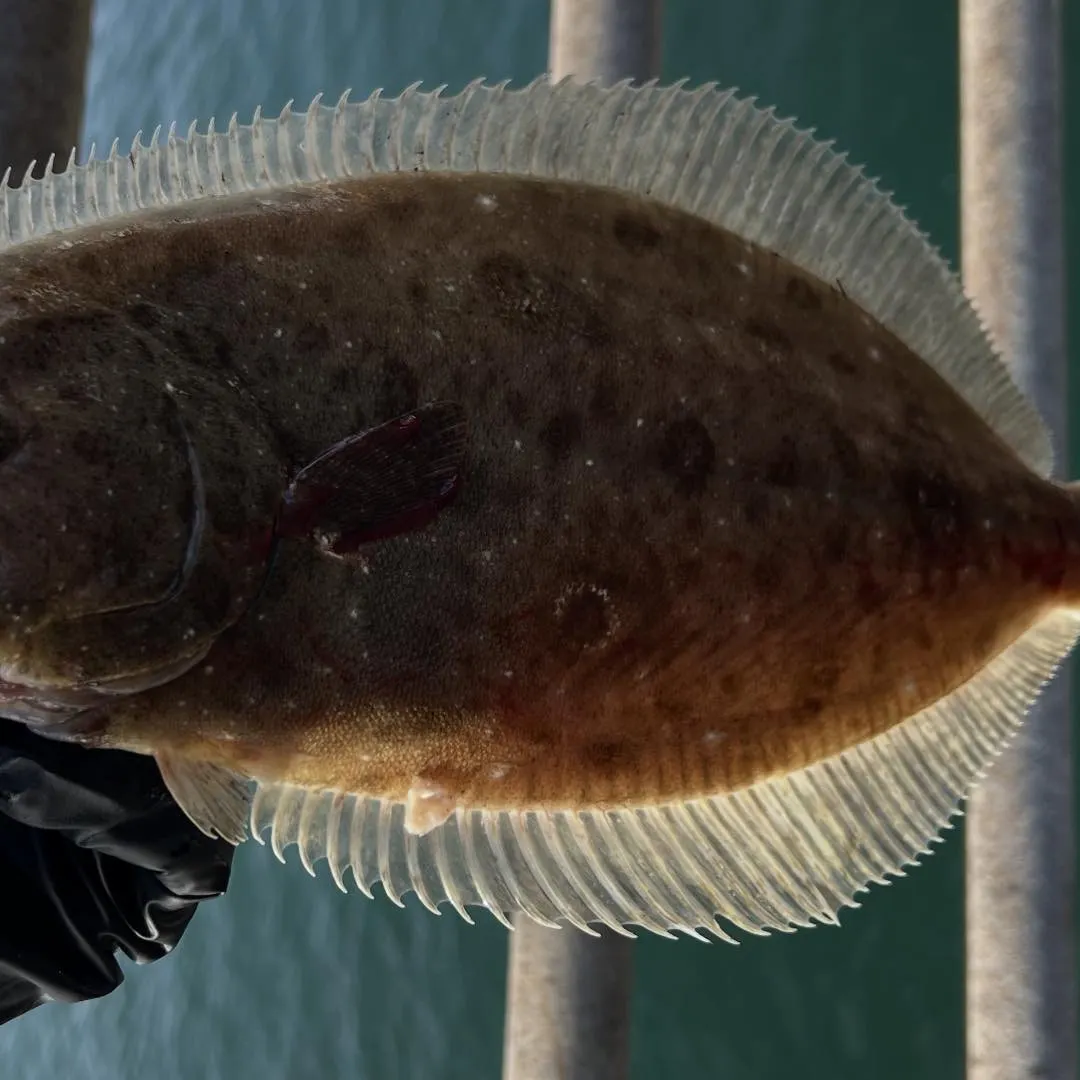 The most recent California halibut catches on Fishbrain