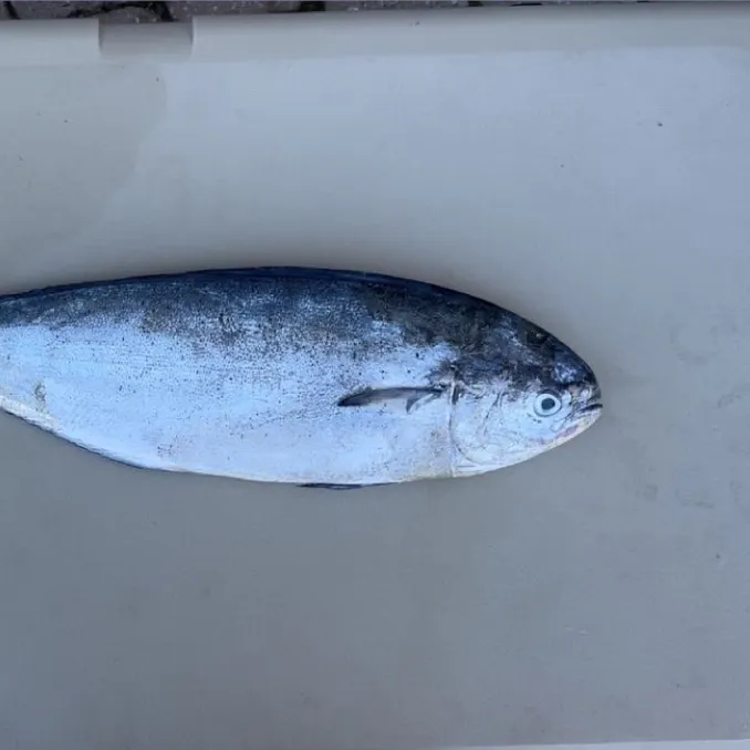 The most recent Pompano dolphinfish catches on Fishbrain