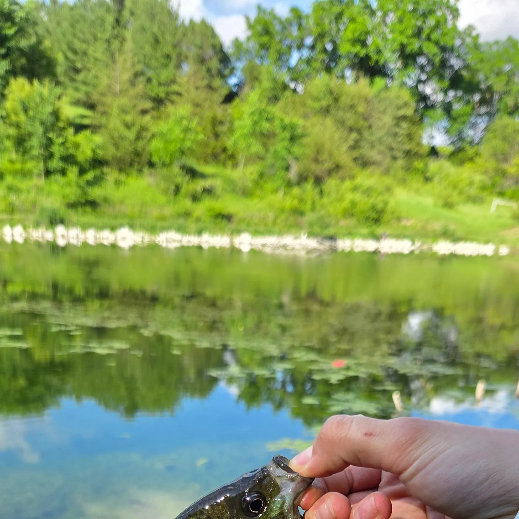 Bluegill caught on Fishbrain
