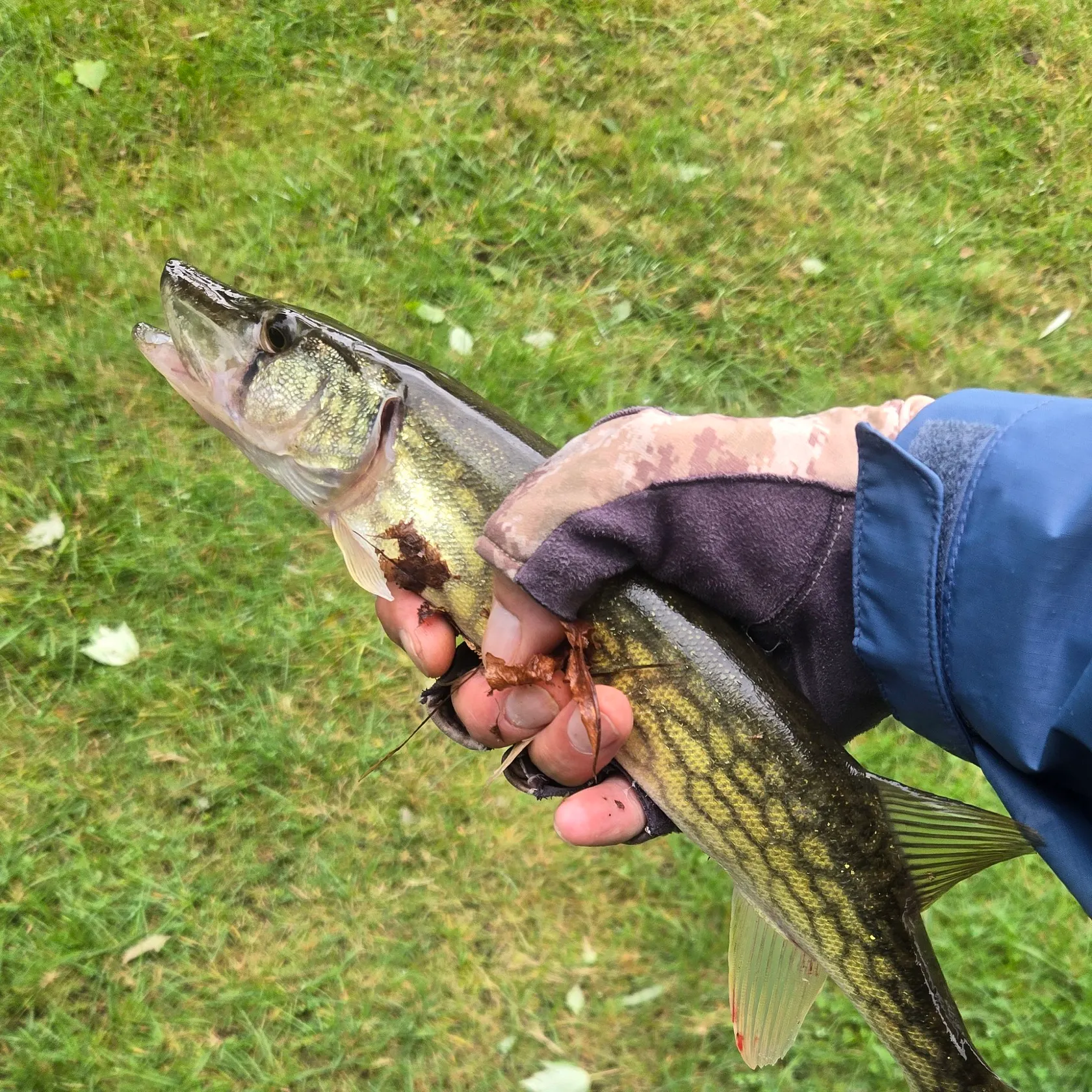 Chain pickerel caught on Fishbrain