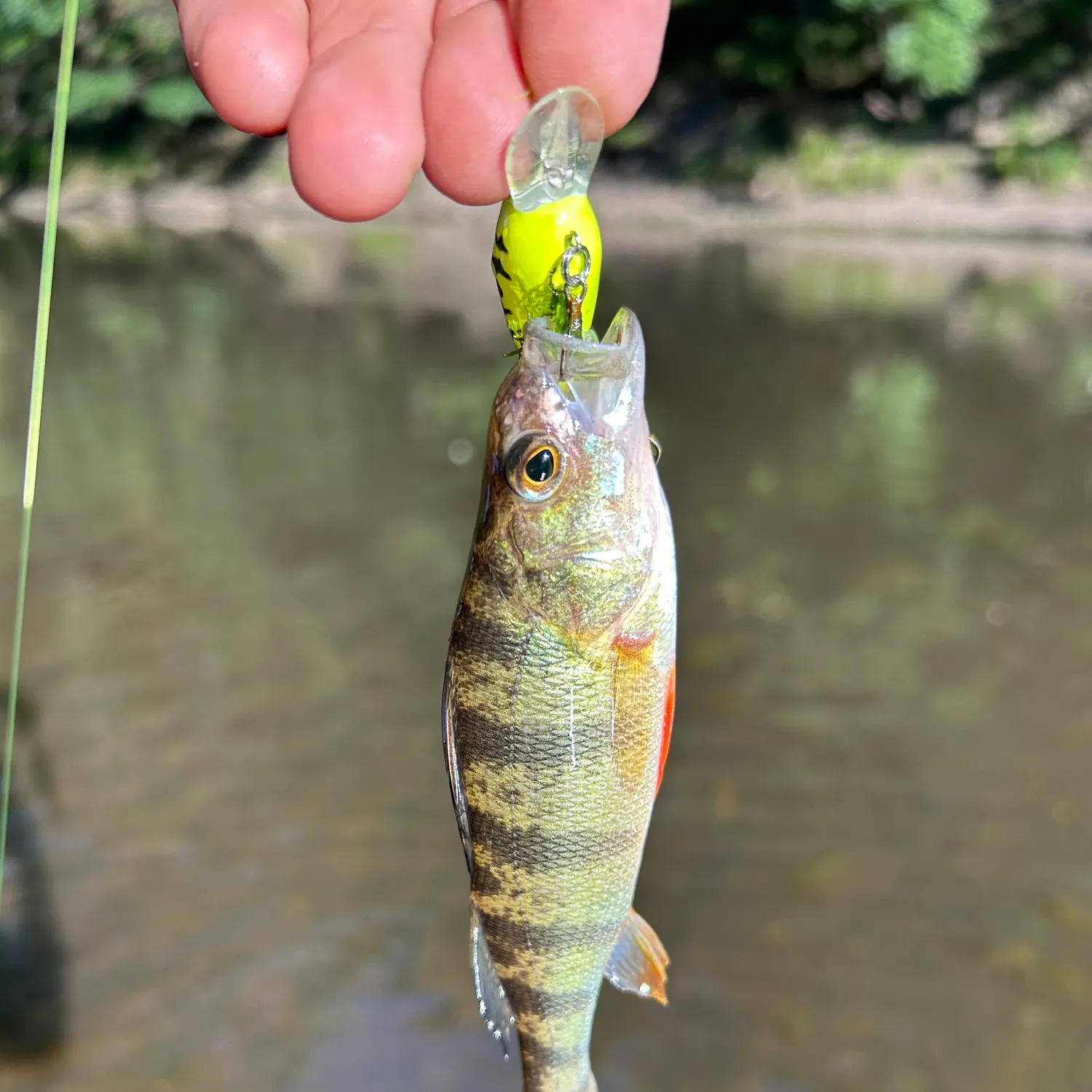 Yellow perch caught on Fishbrain