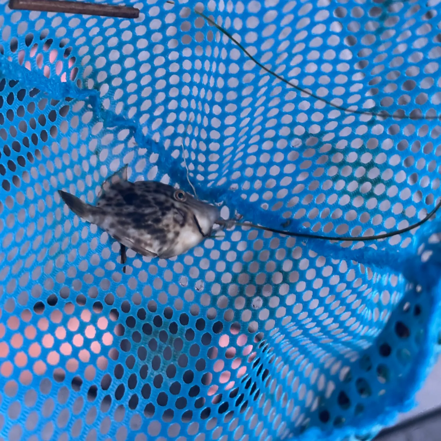The most recent Planehead filefish catches on Fishbrain