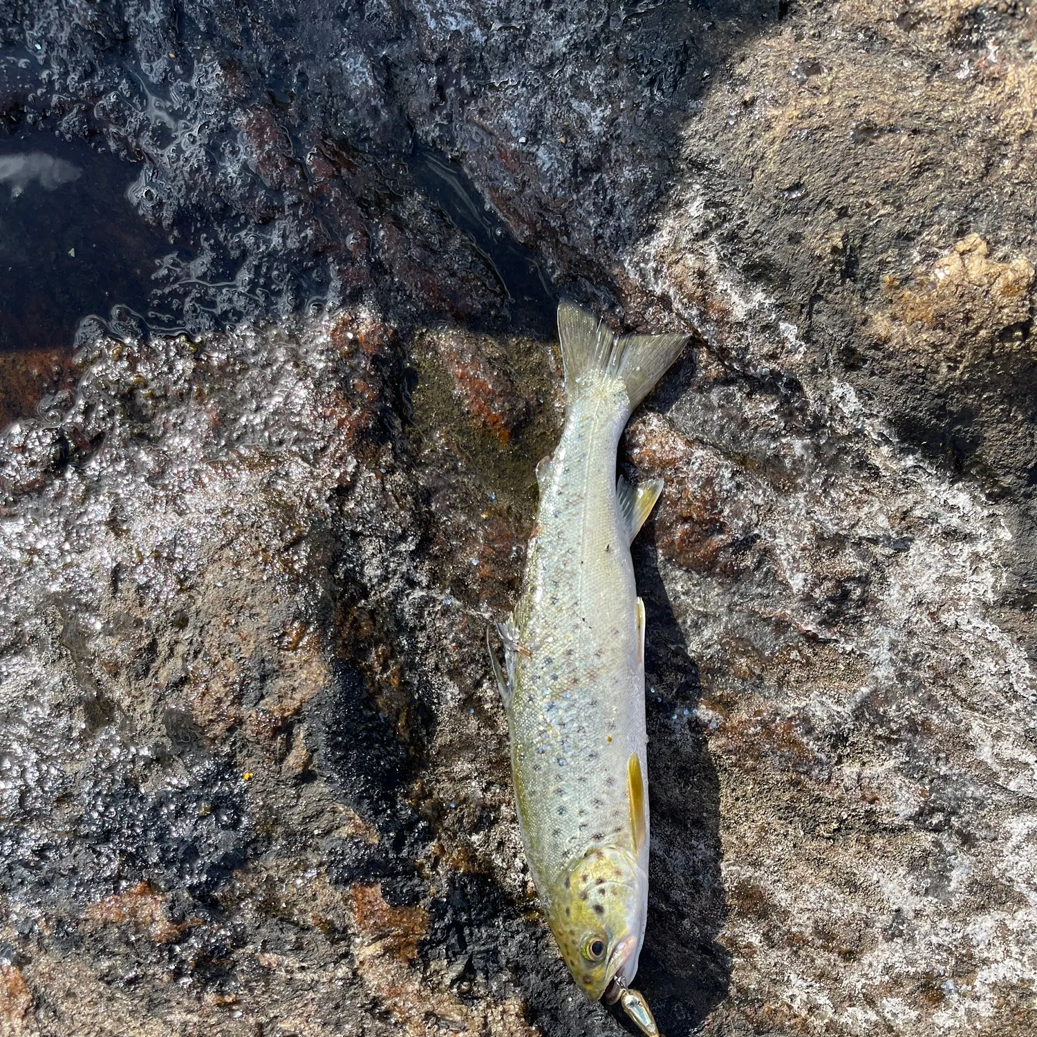 Sea trout caught on Fishbrain