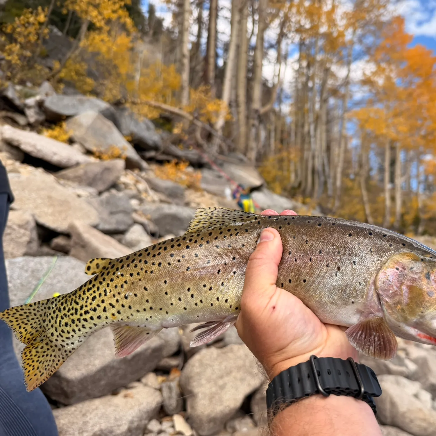 Cutthroat trout caught on Fishbrain