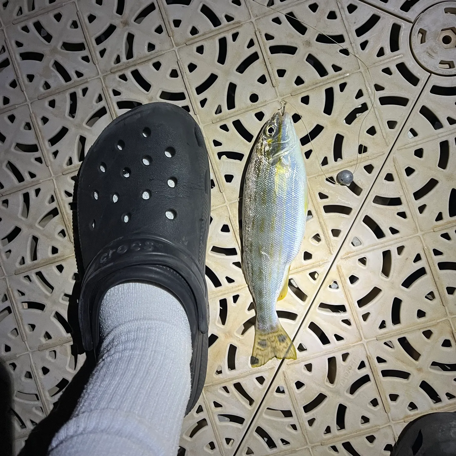 The most recent Atlantic herring catches on Fishbrain