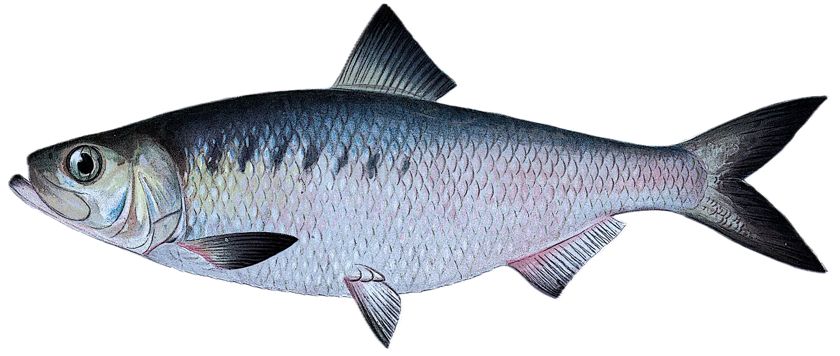 Hickory shad