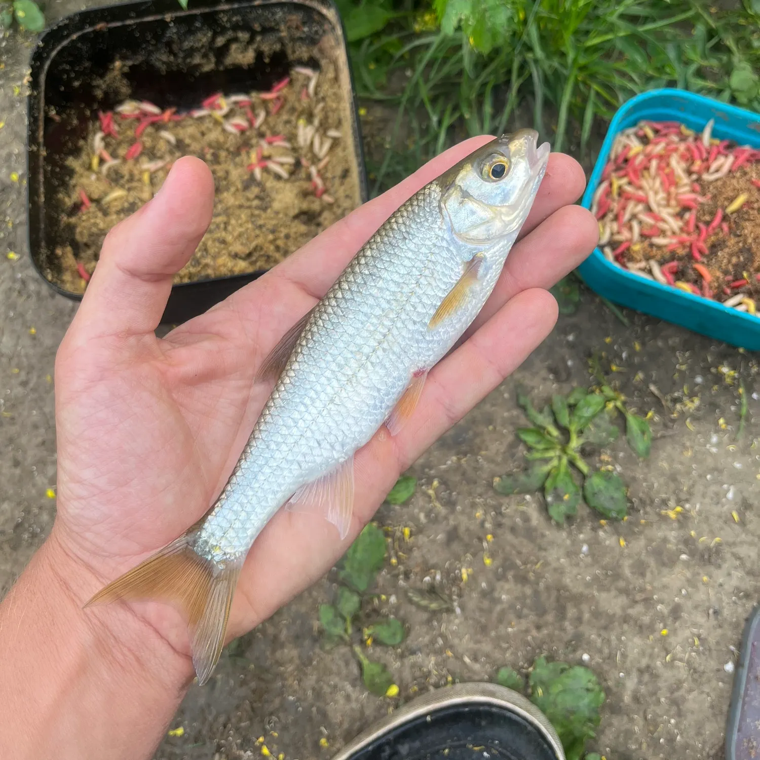 most liked catch image