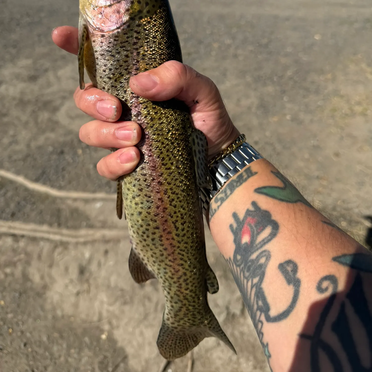 Rainbow trout caught on Fishbrain