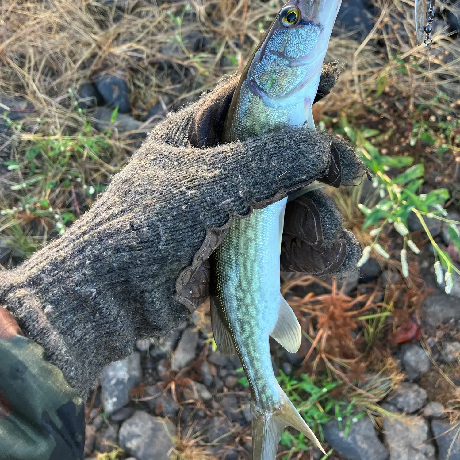 Chain pickerel caught on Fishbrain