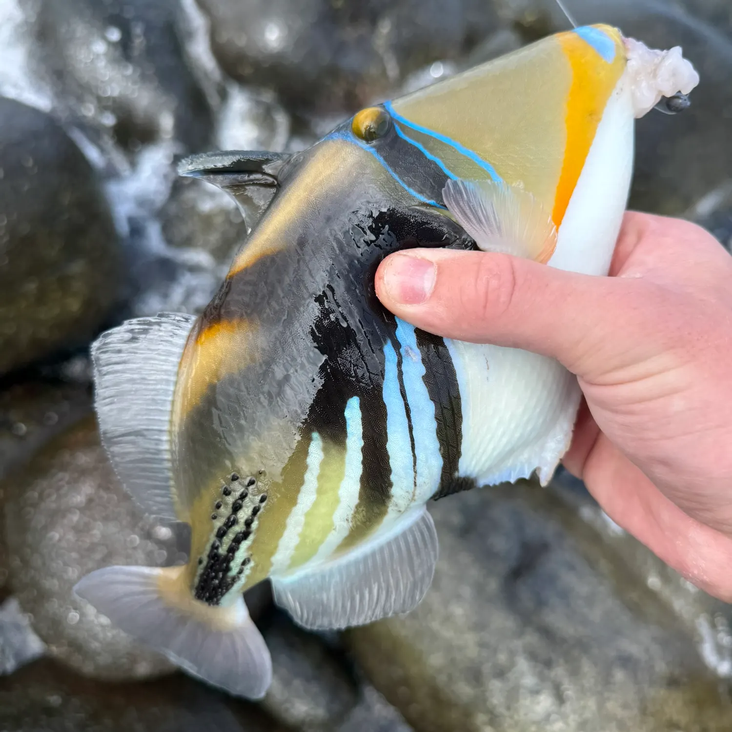 The most recent Lagoon triggerfish catches on Fishbrain