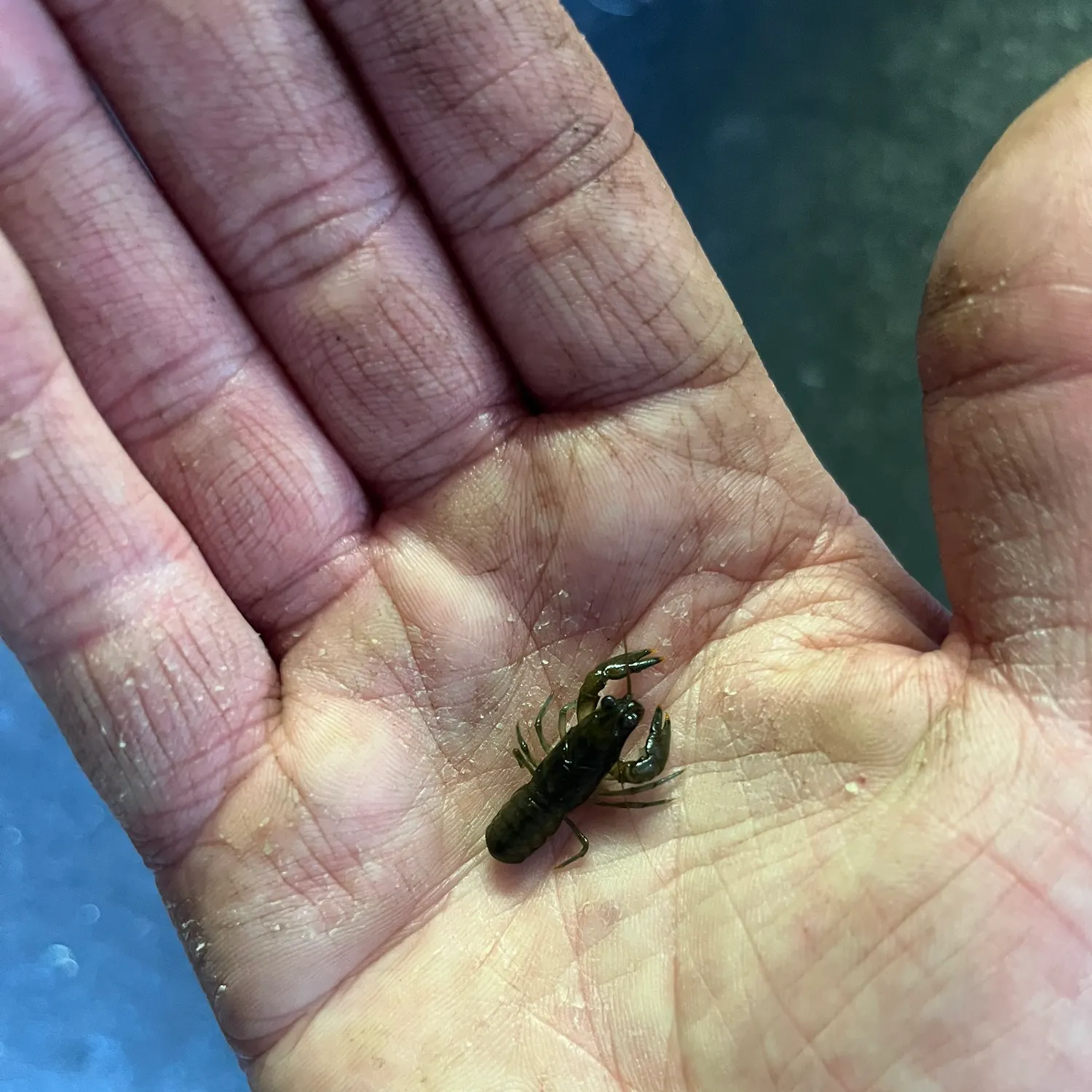 The most recent Rusty crayfish catches on Fishbrain