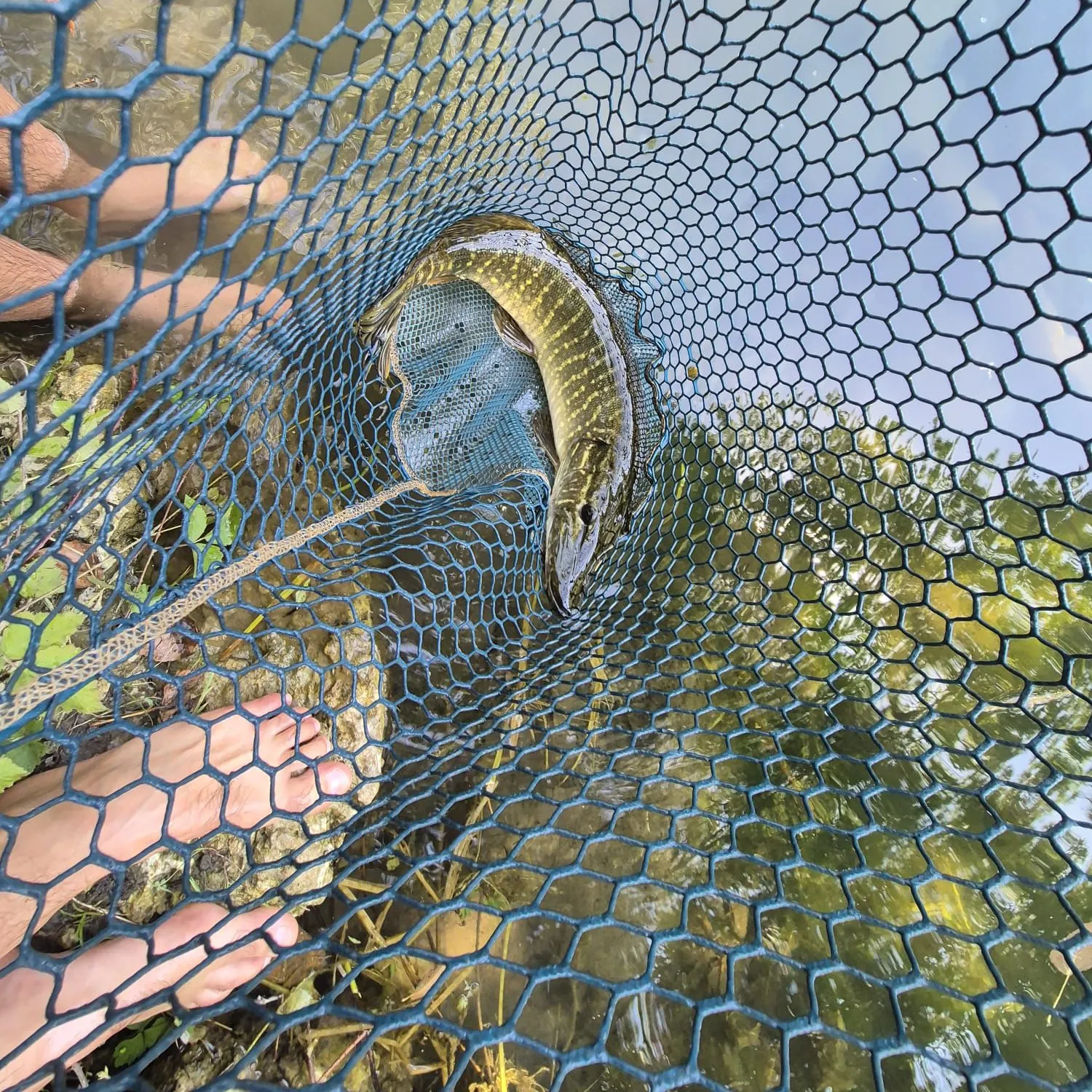 Northern pike caught on Fishbrain