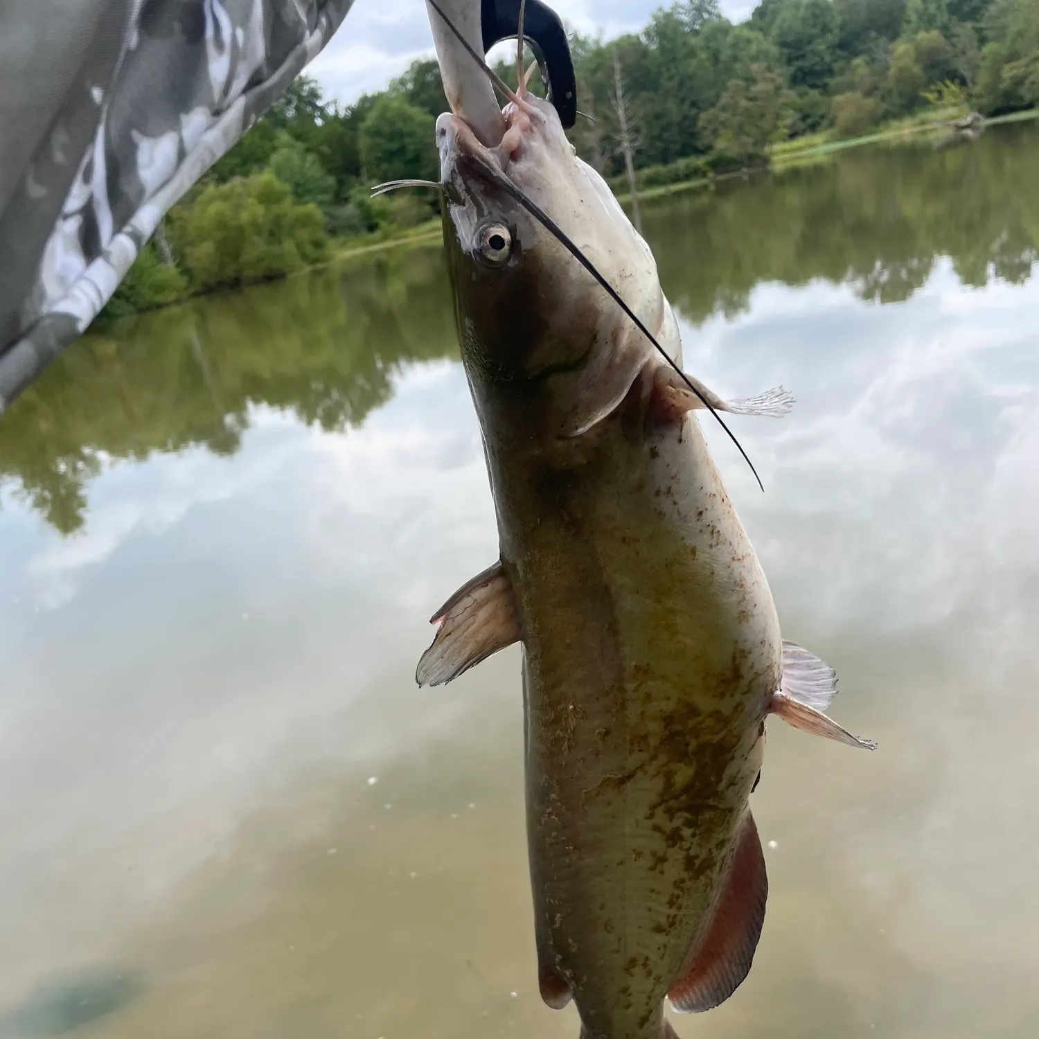 Channel catfish caught on Fishbrain