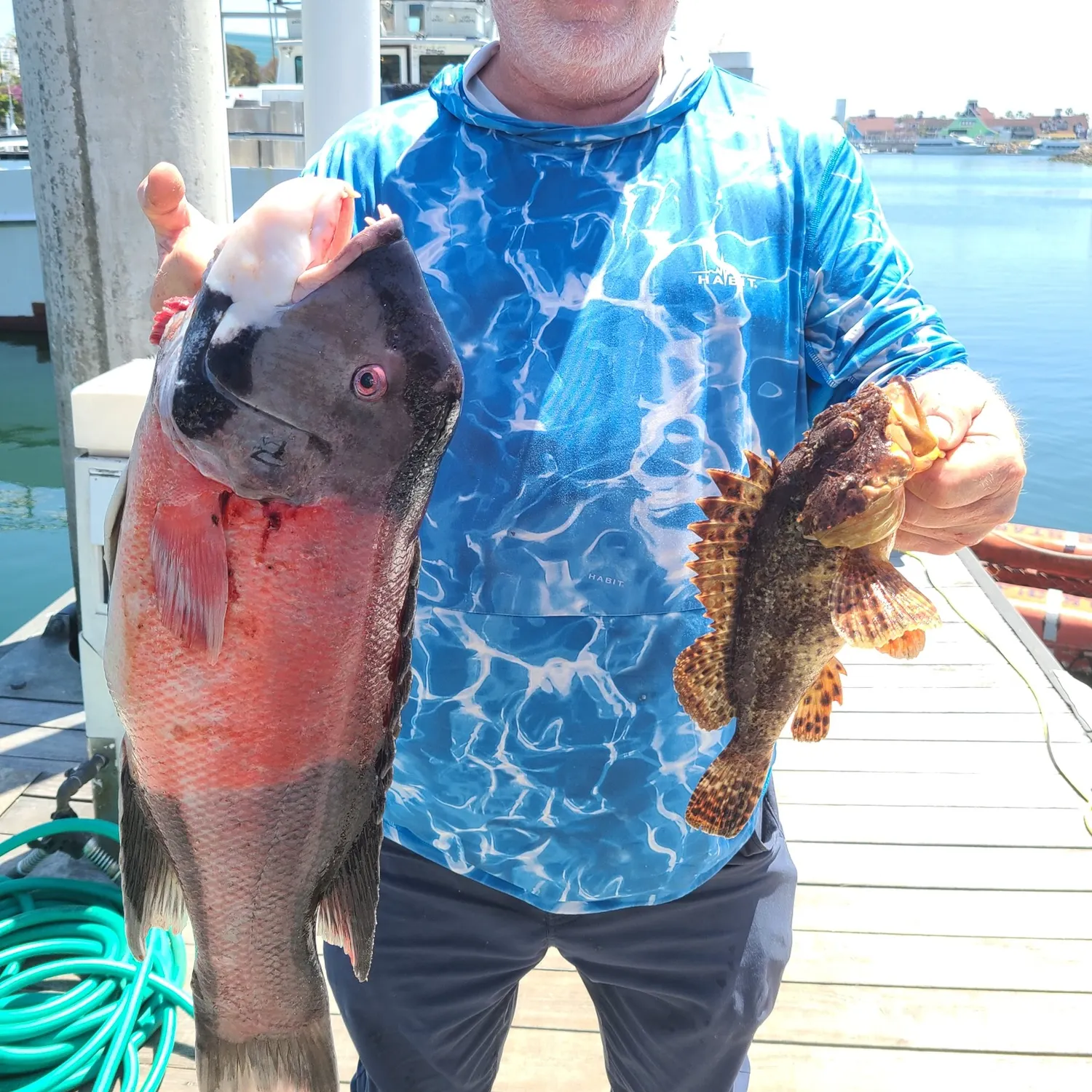 The most recent California sheephead catches on Fishbrain