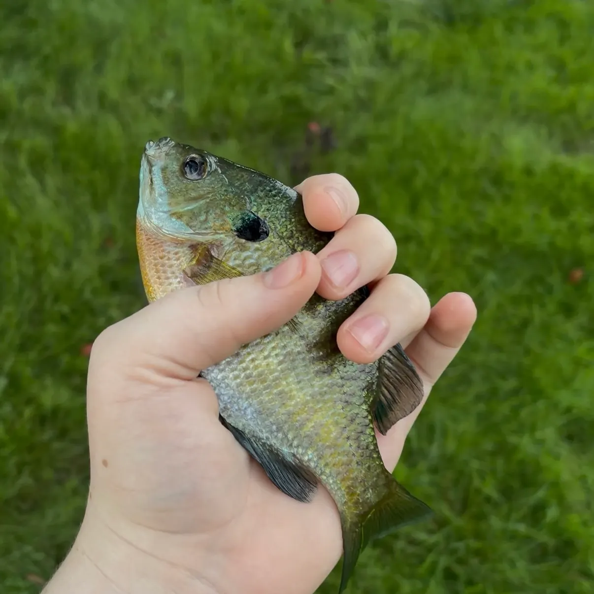 Bluegill caught on Fishbrain