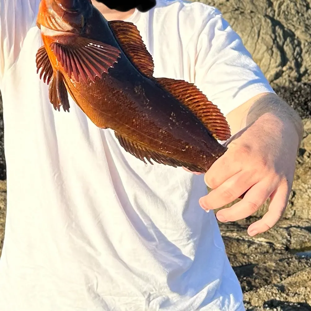 The most recent Kelp greenling catches on Fishbrain