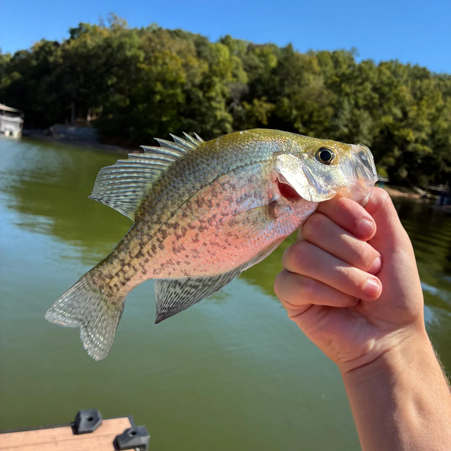White crappie caught on Fishbrain