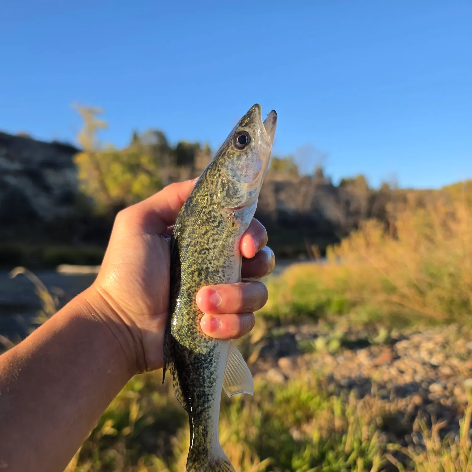 Saugeye caught on Fishbrain