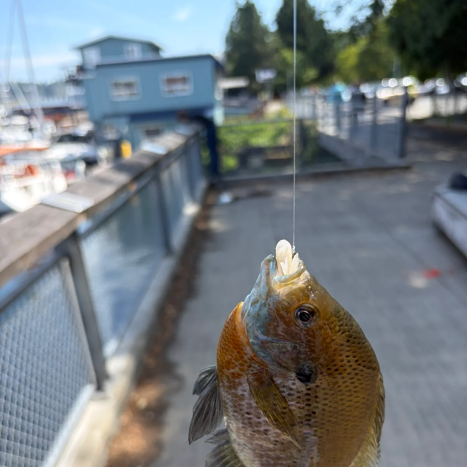catch