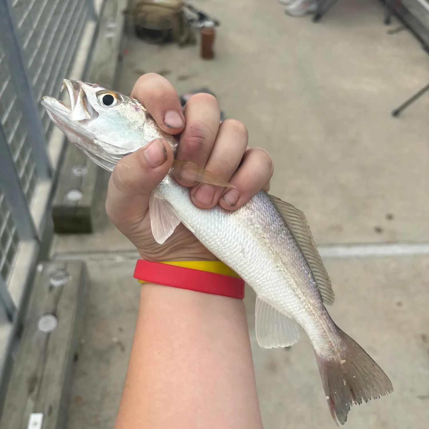 The most recent Sand seatrout catches on Fishbrain