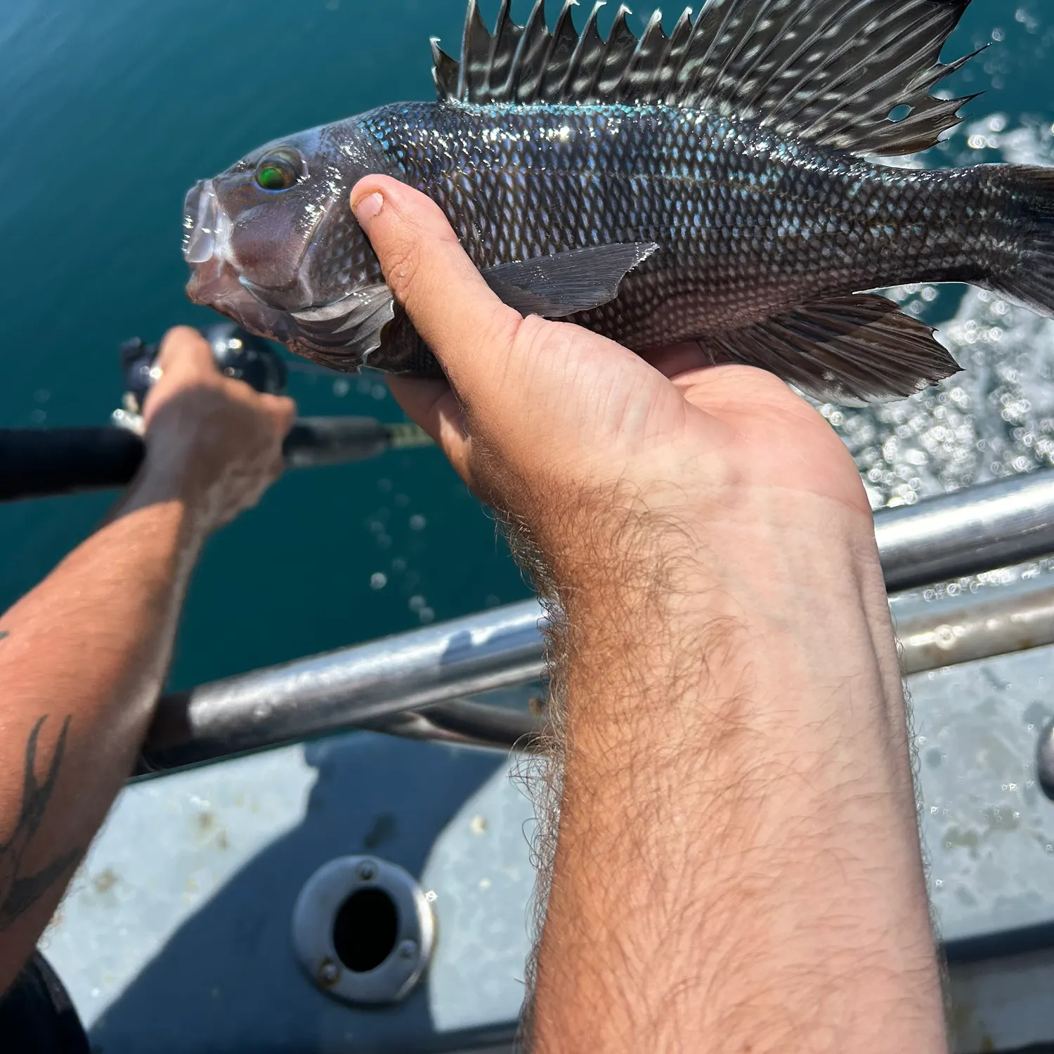 The most recent Red hake catches on Fishbrain