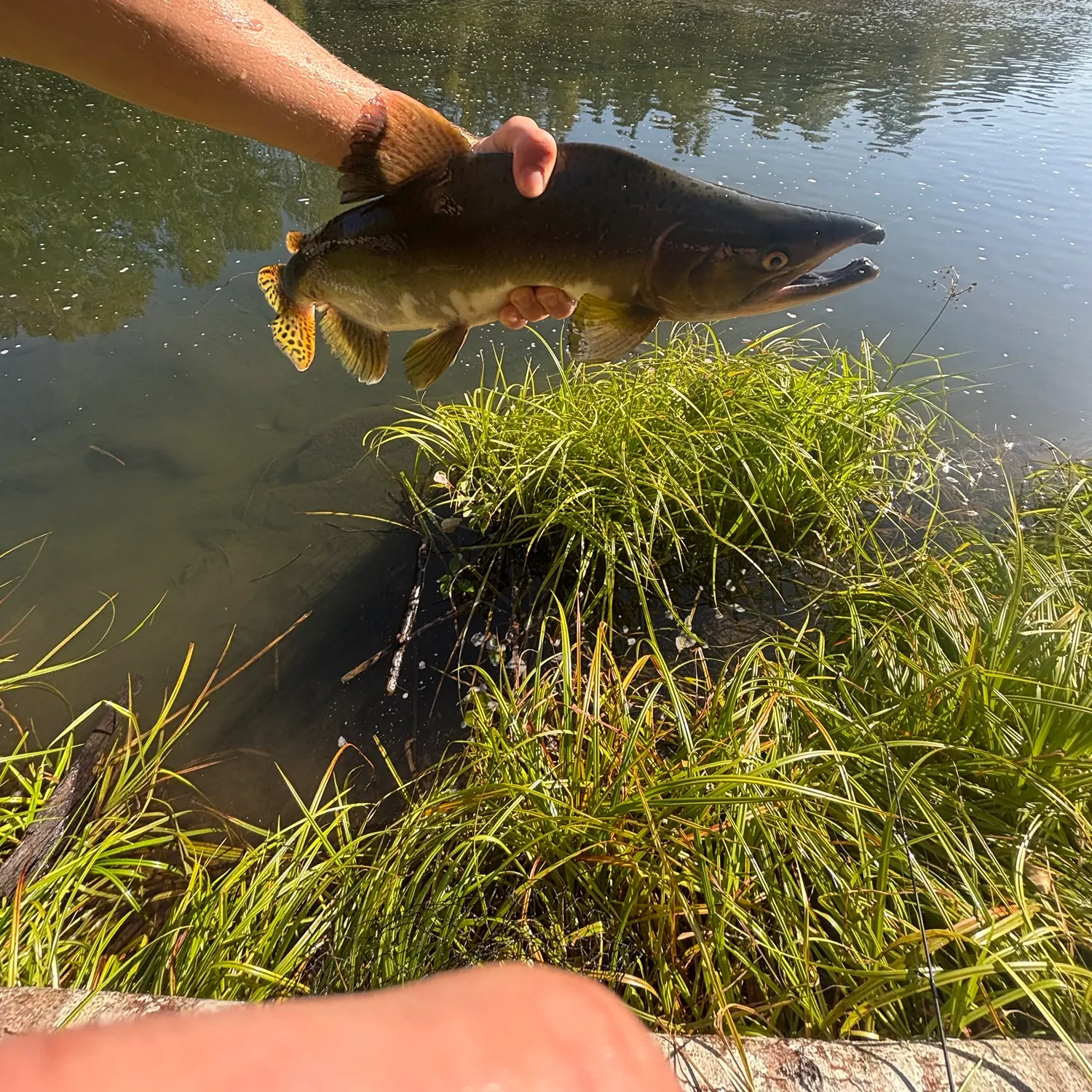 Pink salmon caught on Fishbrain