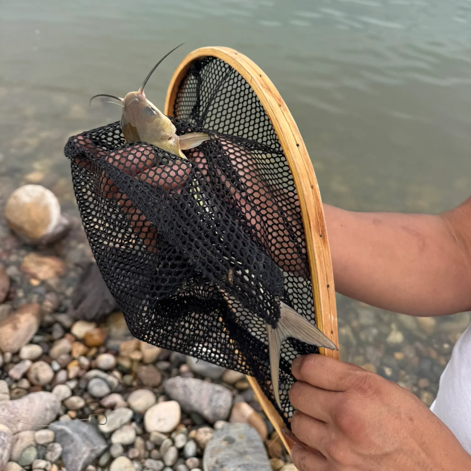 The most recent Gilded catfish catches on Fishbrain