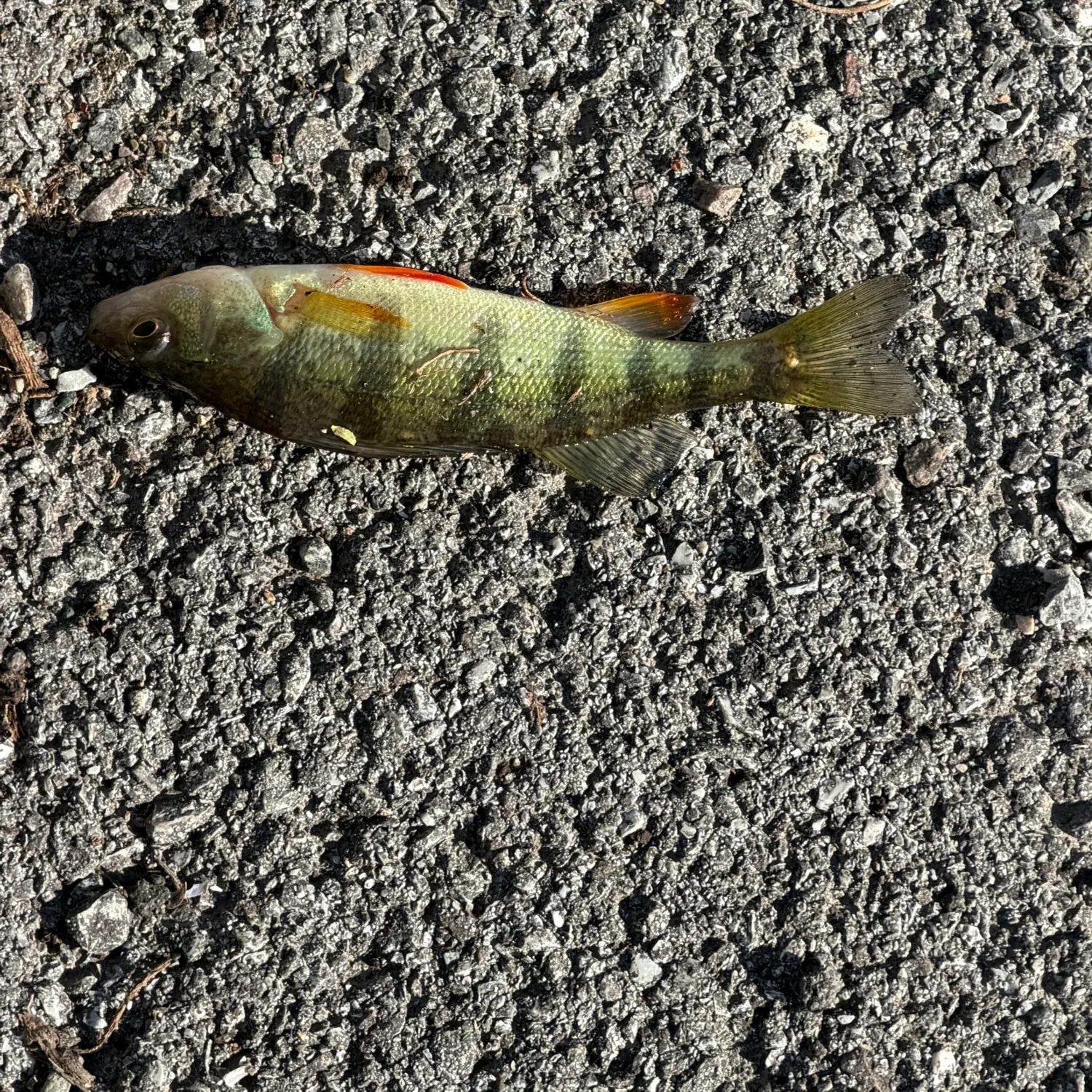 Yellow perch caught on Fishbrain