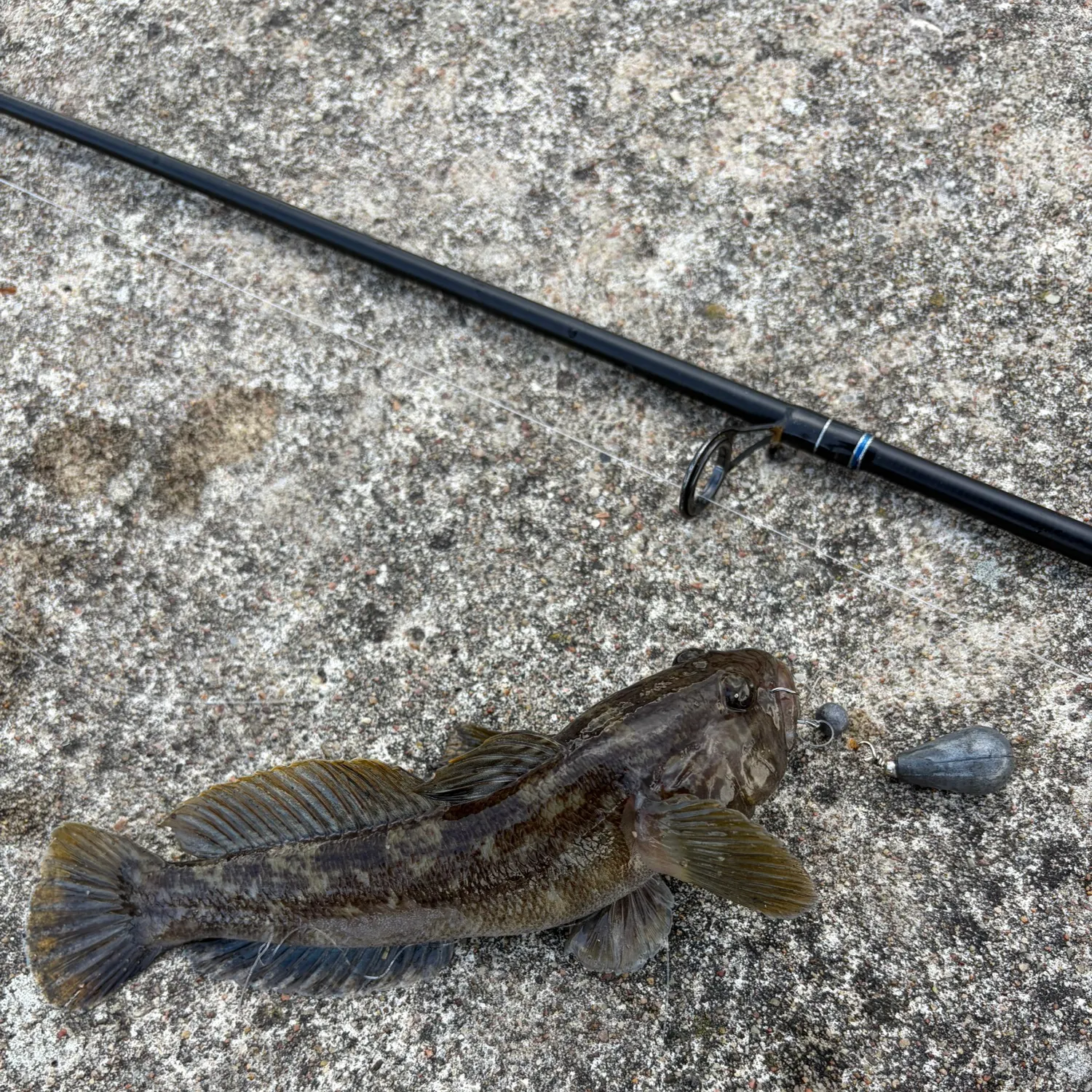 Round goby caught on Fishbrain