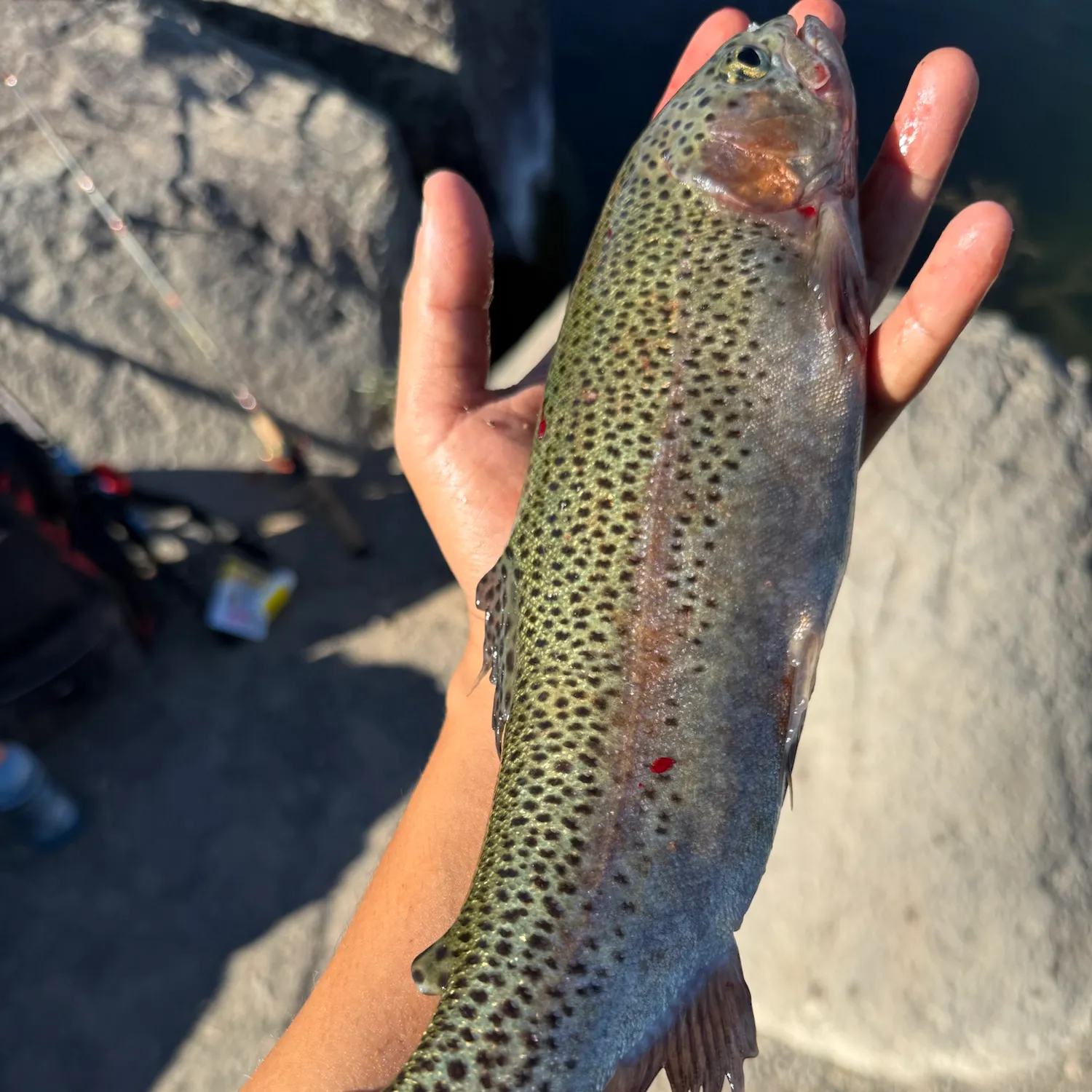 Rainbow trout caught on Fishbrain